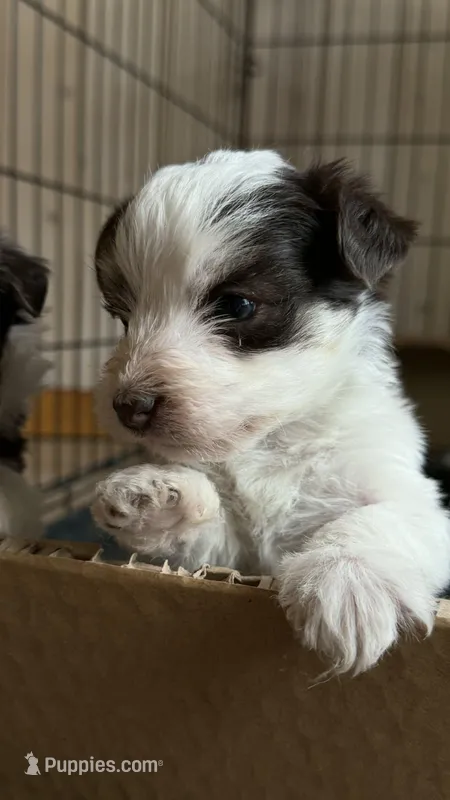 Owen – Havanese, Yorkshire Terrier puppy for sale in Rochester, IN