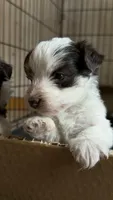 Owen, a male Havanese and Yorkshire Terrier for sale in Rochester, IN – Photo 1 of 3