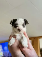 Owen, a male Havanese and Yorkshire Terrier for sale in Rochester, IN – Photo 2 of 3
