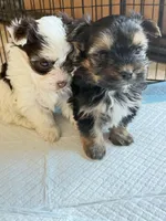 Owen, a male Havanese and Yorkshire Terrier for sale in Rochester, IN – Photo 3 of 3