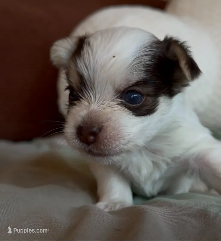 Dodger – Yorkshire Terrier puppy for sale in Rochester, IN