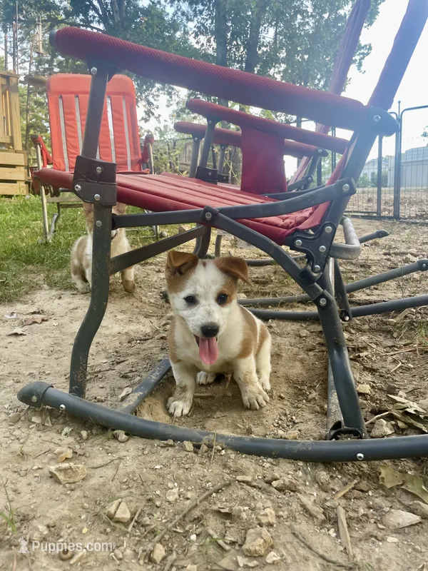 Nick – Australian Cattle Dog, Pembroke Welsh Corgi puppy for sale in Rolla, MO