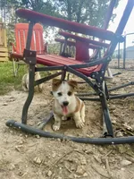 Nick, a male Australian Cattle Dog and Pembroke Welsh Corgi for sale in Rolla, MO – 1 of 4