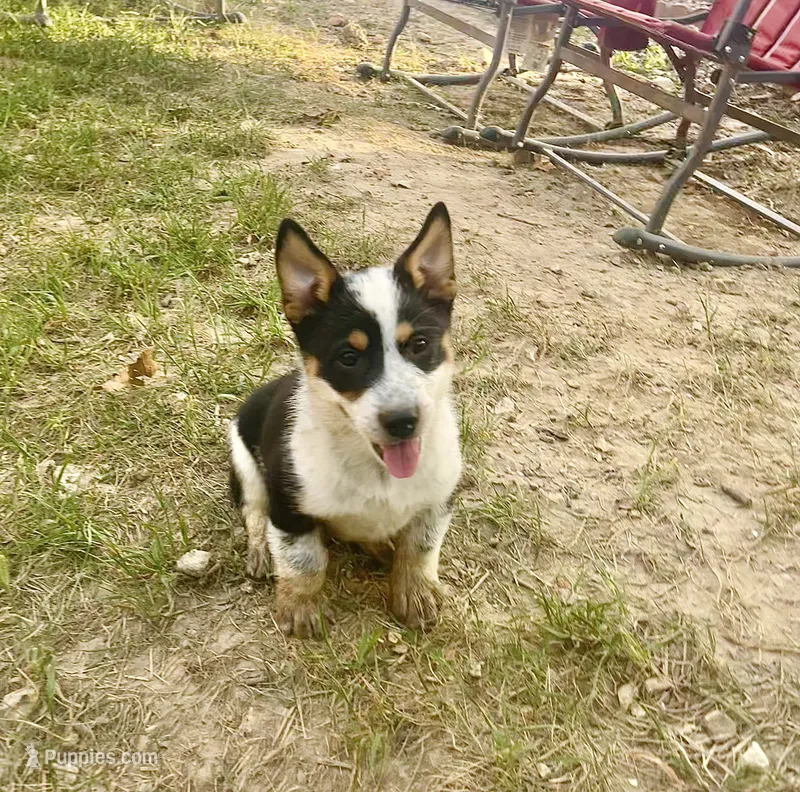 Winston – Australian Cattle Dog, Pembroke Welsh Corgi puppy for sale in Rolla, MO