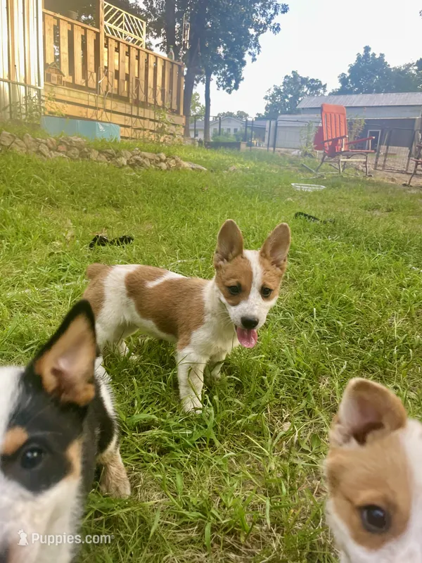 Cece – Australian Cattle Dog, Pembroke Welsh Corgi puppy for sale in Rolla, MO