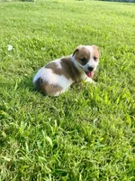 Cece, a female Australian Cattle Dog and Pembroke Welsh Corgi for sale in Rolla, MO – 2 of 3