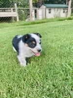 Coach, a male Australian Cattle Dog and Pembroke Welsh Corgi for sale in Rolla, MO – 4 of 4