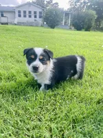 Winston, a male Australian Cattle Dog and Pembroke Welsh Corgi for sale in Rolla, MO – 3 of 4