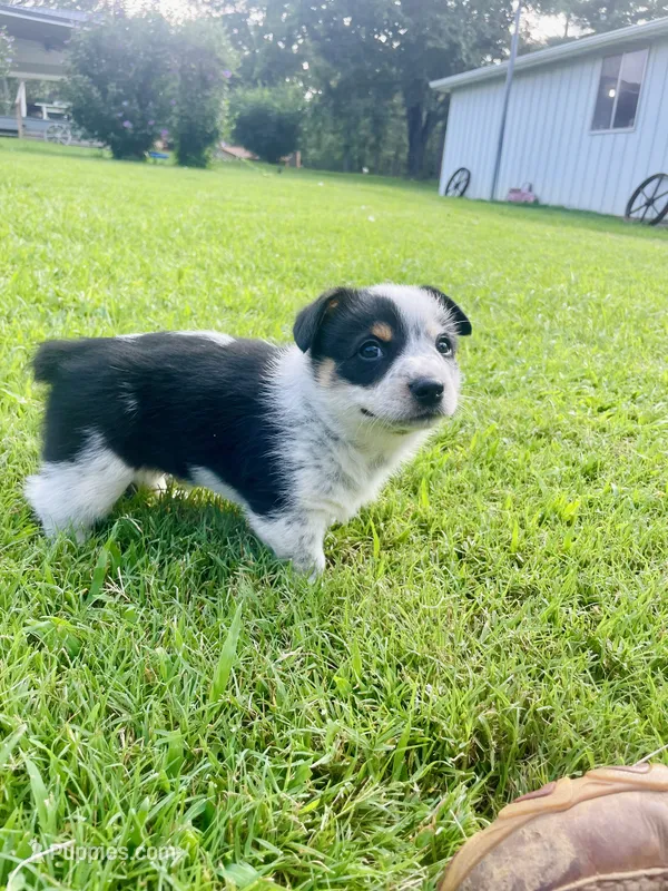 Coach – Australian Cattle Dog, Pembroke Welsh Corgi puppy for sale in Rolla, MO