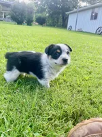 Coach, a male Australian Cattle Dog and Pembroke Welsh Corgi for sale in Rolla, MO – 1 of 4