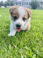 Schmidt, a male Australian Cattle Dog and Pembroke Welsh Corgi for sale in Rolla, MO – 3 of 4