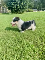Coach, a male Australian Cattle Dog and Pembroke Welsh Corgi for sale in Rolla, MO – 3 of 4