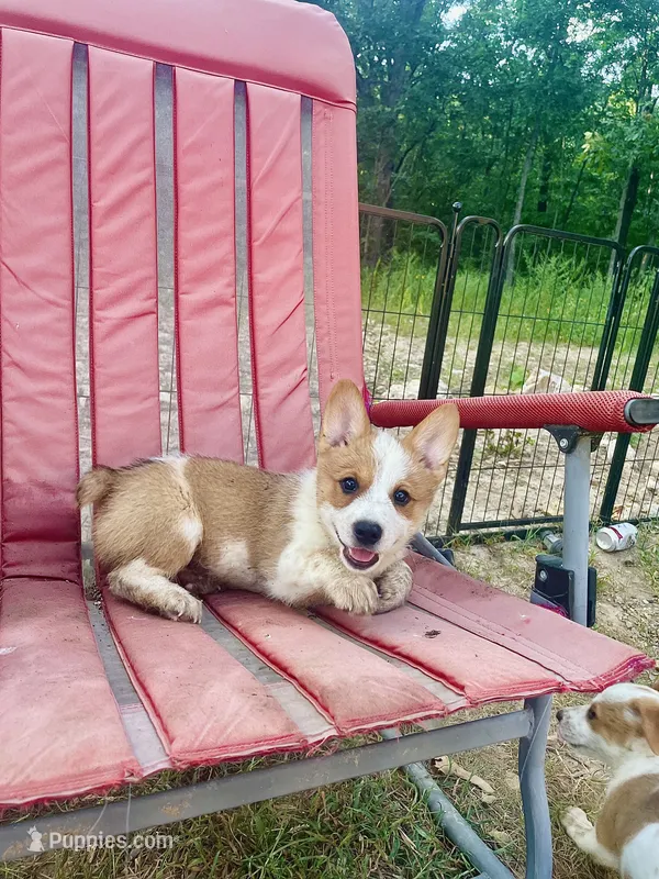 Schmidt – Australian Cattle Dog, Pembroke Welsh Corgi puppy for sale in Rolla, MO