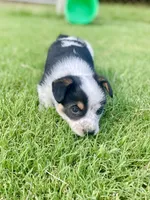 Coach, a male Australian Cattle Dog and Pembroke Welsh Corgi for sale in Rolla, MO – 2 of 4