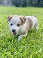 Nick, a male Australian Cattle Dog and Pembroke Welsh Corgi for sale in Rolla, MO – 3 of 3