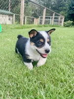 Winston, a male Australian Cattle Dog and Pembroke Welsh Corgi for sale in Rolla, MO – 2 of 4
