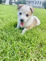 Nick, a male Australian Cattle Dog and Pembroke Welsh Corgi for sale in Rolla, MO – 2 of 3