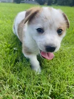 Nick, a male Australian Cattle Dog and Pembroke Welsh Corgi for sale in Rolla, MO – 1 of 3