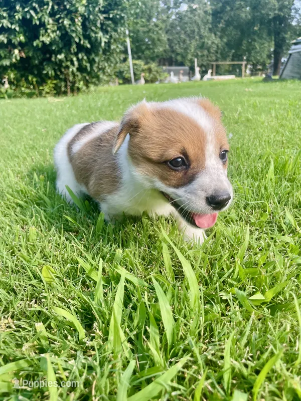 Cece – Australian Cattle Dog, Pembroke Welsh Corgi puppy for sale in Rolla, MO