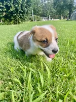 Cece, a female Australian Cattle Dog and Pembroke Welsh Corgi for sale in Rolla, MO – 1 of 3