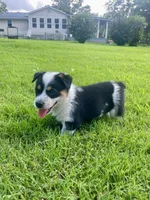 Winston, a male Australian Cattle Dog and Pembroke Welsh Corgi for sale in Rolla, MO – 4 of 4