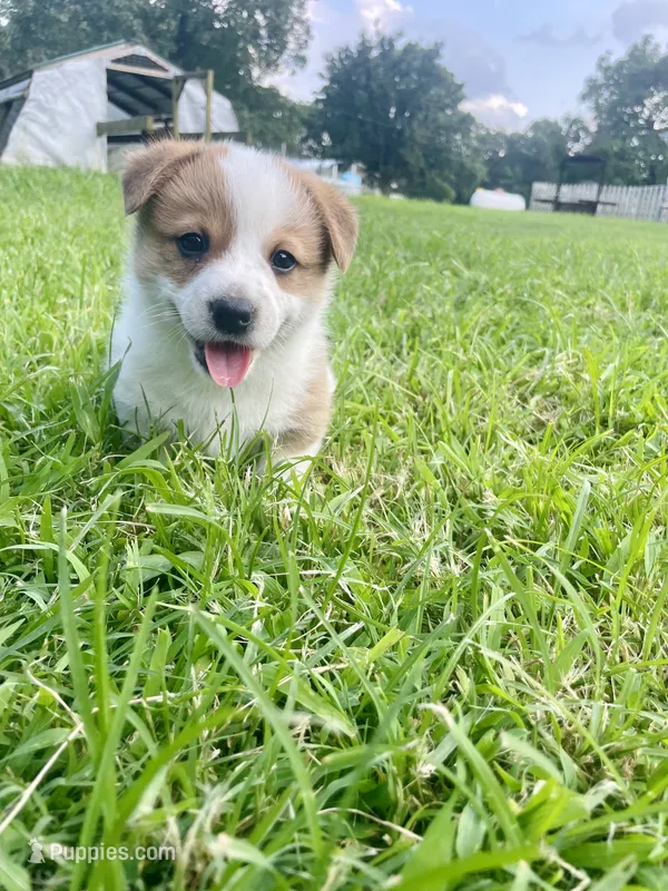Schmidt – Australian Cattle Dog, Pembroke Welsh Corgi puppy for sale in Rolla, MO