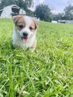 Schmidt, a male Australian Cattle Dog and Pembroke Welsh Corgi for sale in Rolla, MO – 1 of 4