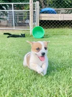 Cece, a female Australian Cattle Dog and Pembroke Welsh Corgi for sale in Rolla, MO – 3 of 3