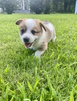 Schmidt, a male Australian Cattle Dog and Pembroke Welsh Corgi for sale in Rolla, MO – 2 of 4