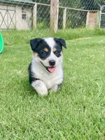 Winston, a male Australian Cattle Dog and Pembroke Welsh Corgi for sale in Rolla, MO – 1 of 4