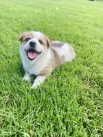 Schmidt, a male Australian Cattle Dog and Pembroke Welsh Corgi for sale in Rolla, MO – 4 of 4