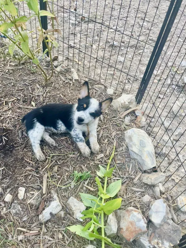 Coach – Australian Cattle Dog, Pembroke Welsh Corgi puppy for sale in Rolla, MO