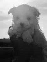Trey, a male Maltese for sale in Rutland, IL – 2 of 2