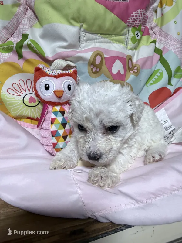 Nessa – Bichpoo puppy for sale in Rutland, IL