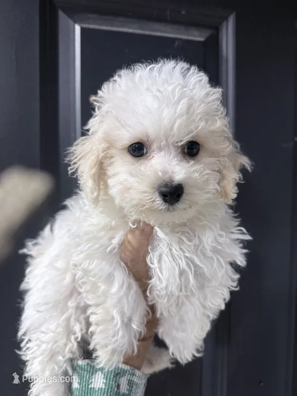 Linus  – Bichpoo puppy for sale in Rutland, IL