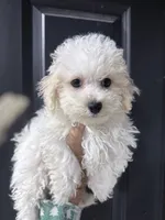 Linus , a male Bichpoo for sale in Rutland, IL – 1 of 2