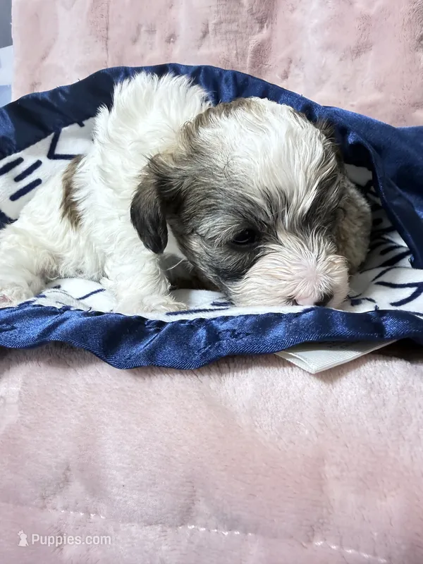 Trey – Havapoo puppy for sale in Rutland, IL