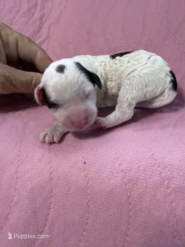 Sugar – Havapoo puppy for sale in Rutland, IL