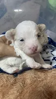 Mac, a male Havapoo for sale in Rutland, IL – 2 of 2