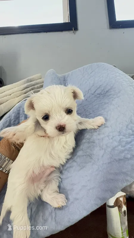 Tray – Maltese puppy for sale in Rutland, IL