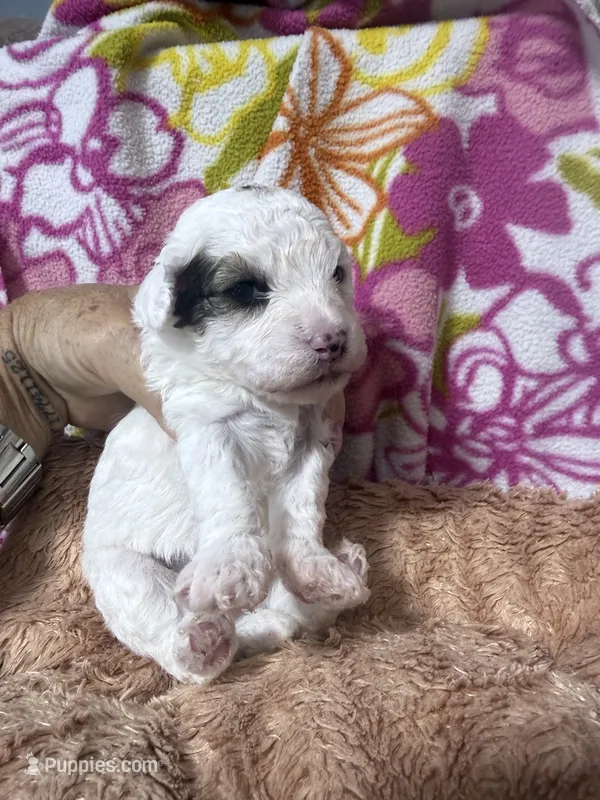 Sugar – Havapoo puppy for sale in Rutland, IL