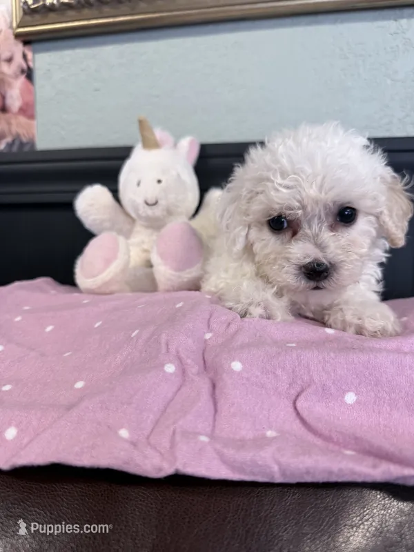 Nessa – Bichpoo puppy for sale in Rutland, IL