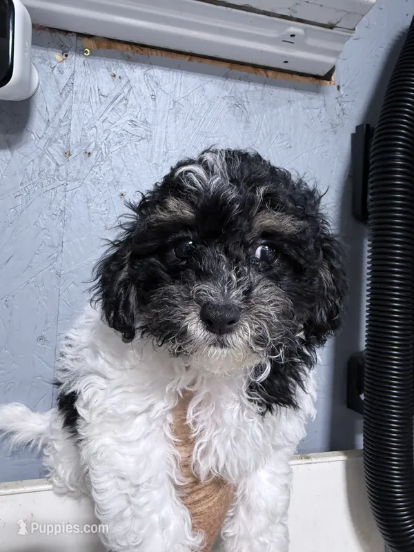 Max – Shihpoo puppy for sale in Rutland, IL