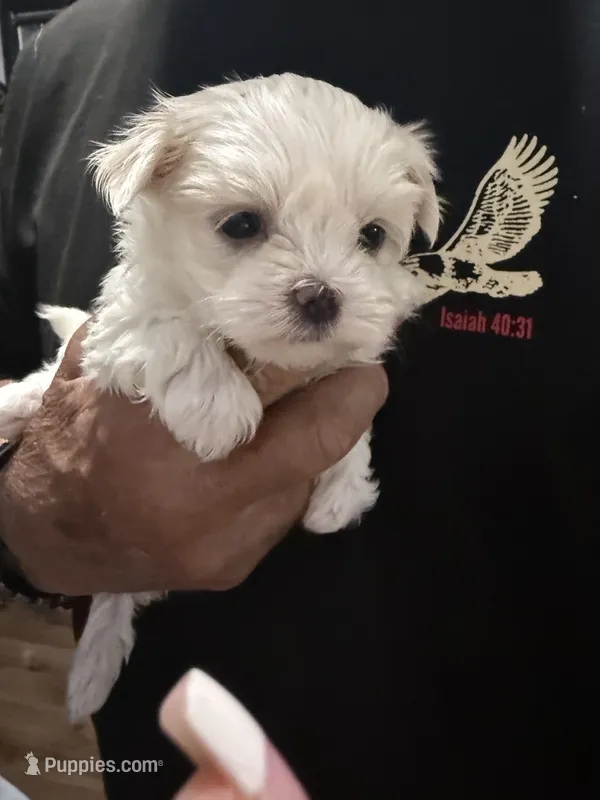 Tray – Maltese puppy for sale in Rutland, IL