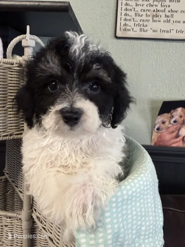 Cowboy – Bichpoo puppy for sale in Rutland, IL