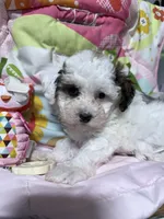 Sugar, a female Havapoo for sale in Rutland, IL – 1 of 2