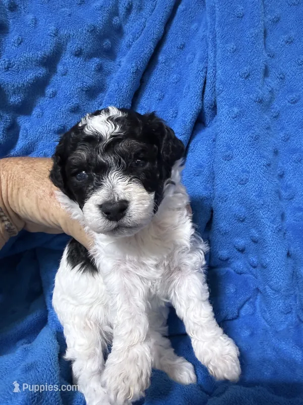 Cowboy – Bichpoo puppy for sale in Rutland, IL