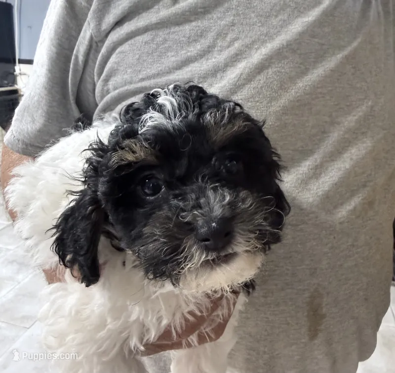 Max – Shihpoo puppy for sale in Rutland, IL