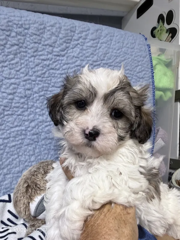 Trey – Havapoo puppy for sale in Rutland, IL
