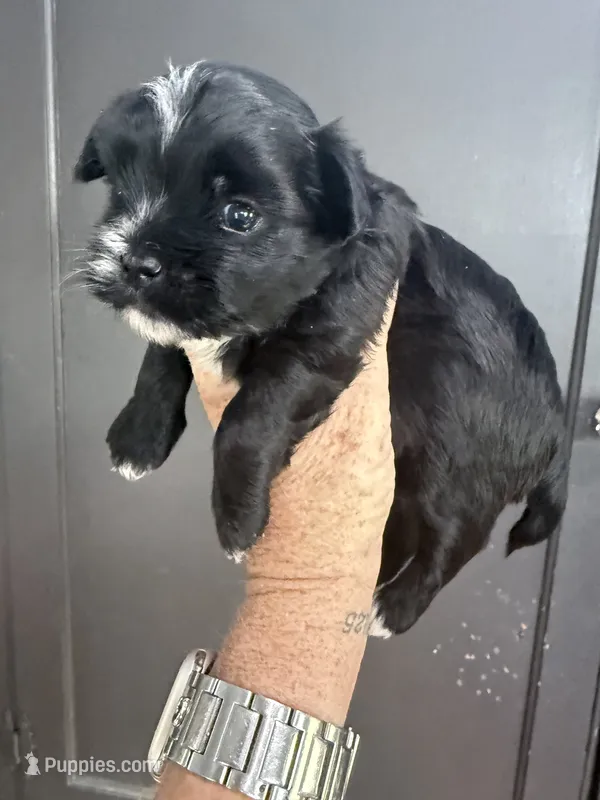 Honey  – Yorkipoo, Maltese puppy for sale in Rutland, IL